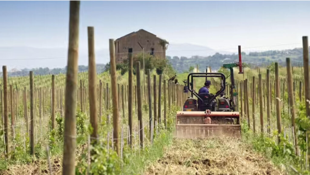 a tractor in a vineyard