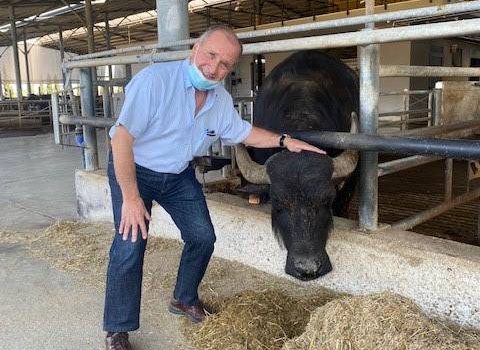 Sal Diliberto with buffalo at the farm